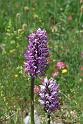 orchis simia